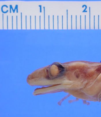 Media type: image; Herpetology A-2050